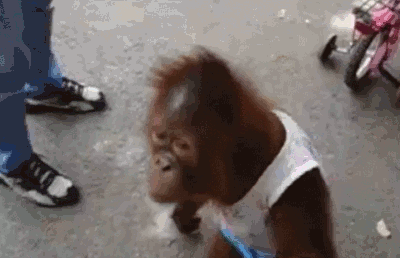 giphy.gif