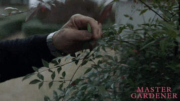 Sigourney Weaver Love GIF by Magnolia Pictures