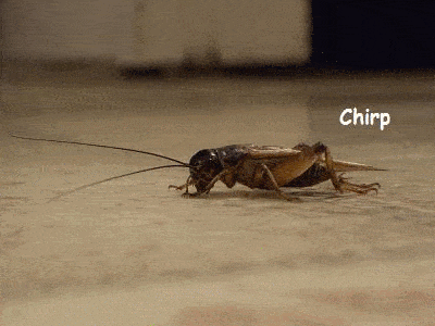 Cricket Sport Gifs Get The Best Gif On Giphy