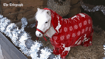 shetland pony christmas GIF by The Telegraph