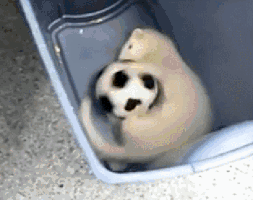 Video gif. White ferret lies on its side in a plastic bin with its body curved around a soccer ball, spinning the ball around with his feet.