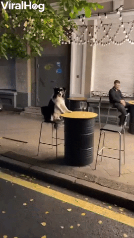 Dog At Outdoor Restaurant Patiently Waits For Food GIF by ViralHog