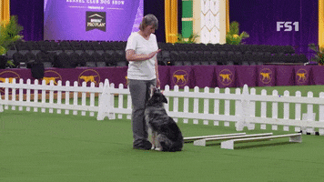 Westminster Dog Show Willie GIF by Westminster Kennel Club