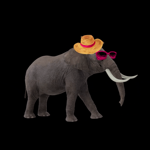 manadacriativa elephant oculos Dançando saojoao GIF