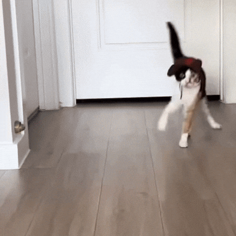 Cat Wobbles GIF