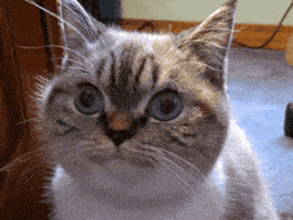 200_s.gif