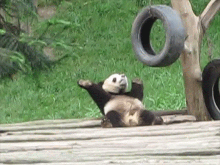Panda Funny Gif GIF - Find & Share on GIPHY
