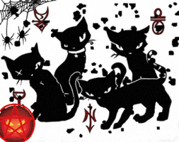 Black Cat GIF