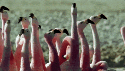 Flamingo GIF - Find & Share on GIPHY