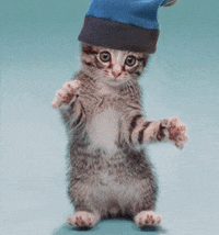 Funny-cat-dancing GIFs - Get the best GIF on GIPHY