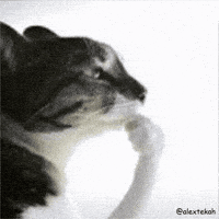 Thinking Cat GIF