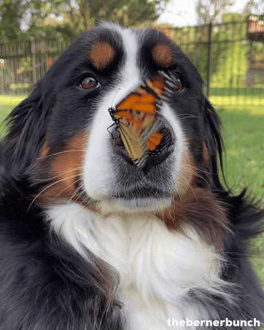 Bernese Mountain Dog GIF