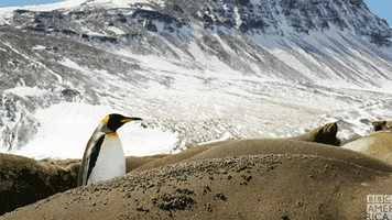 blue planet penguins GIF by BBC America