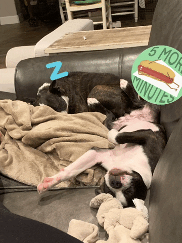 ThreeWineCompany dogs sleeping GIF