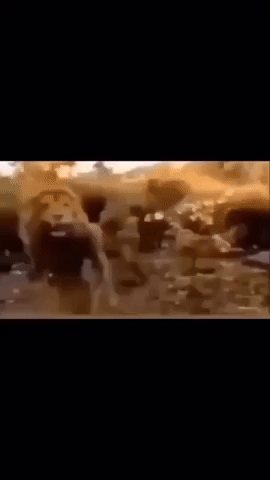 Kiss GIF