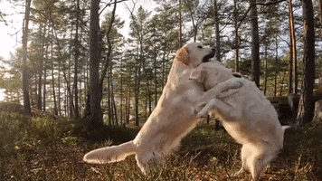 Golden Retriever Dogs GIF by Mall Grab