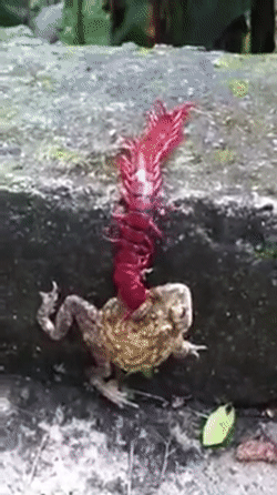 toad centipede GIF
