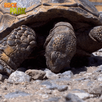 National Parks Wildlife GIF by Ovation TV