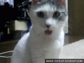 Cat Wow GIF - Find & Share on GIPHY