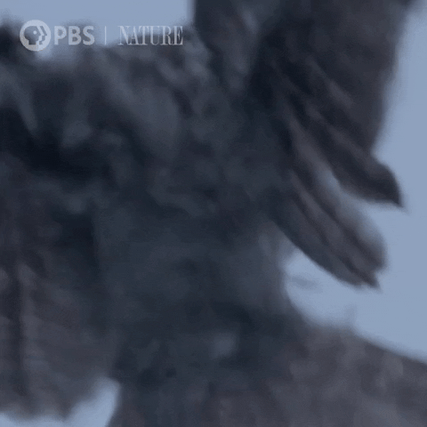 Great Grey Owl Hello GIF by Nature on PBS