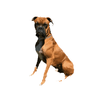 Animated Sticker