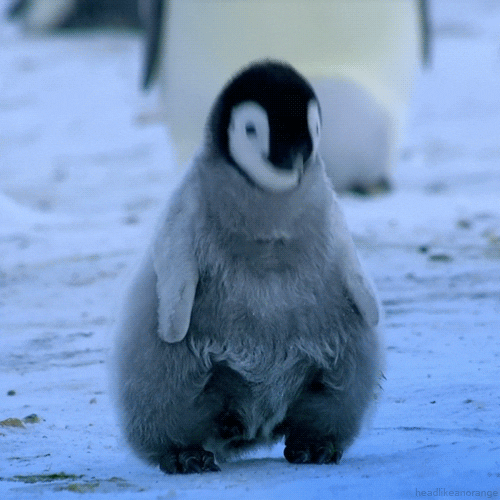 Emperor Penguin Bird GIF