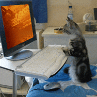 Cat Computer GIF