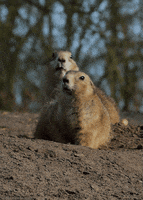 prairie dog rodent GIF by Head Like an Orange