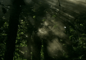 forest mist GIF