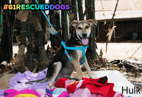 Animal Rescue Dogs GIF by FOUR PAWS Australia