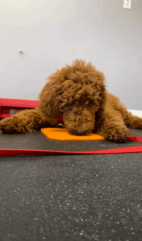 @thepetrepublic GIF