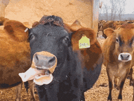 Cow GIF by Organic Valley