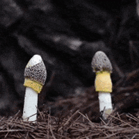 mushrooms fungi GIF