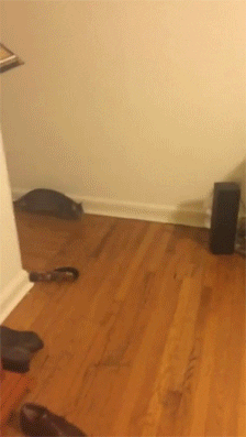 cat happy excited jumping exciting GIF