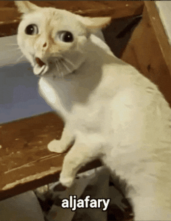 Cat GIF