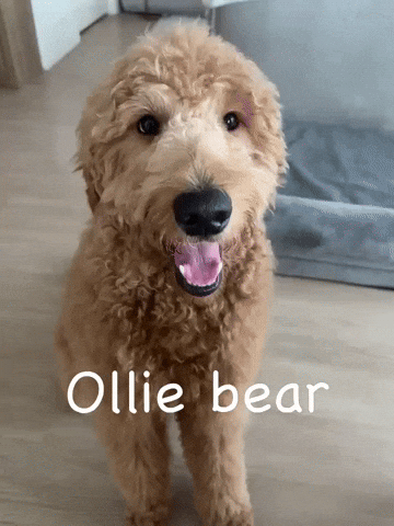 Ollie Bear GIF by Unlimited Books PH