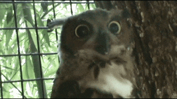 excited owl GIF