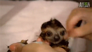 baby animals sloth GIF