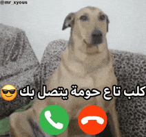Dog Artist Call GIF