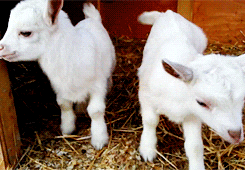  animals baby goat standing goats GIF