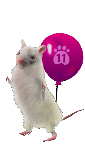 n11com Sticker