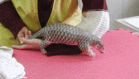 baby-awkward-pangolin-uscuTAPrWqmqI