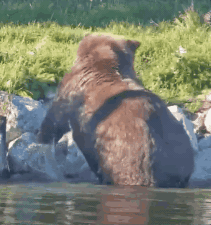 On My Way Bear GIF