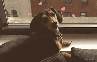 dog hearts GIF by The BarkPost 