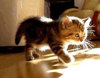 Kitten Stretching GIF - Find & Share on GIPHY