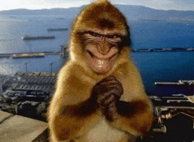 Monkey Smile GIF