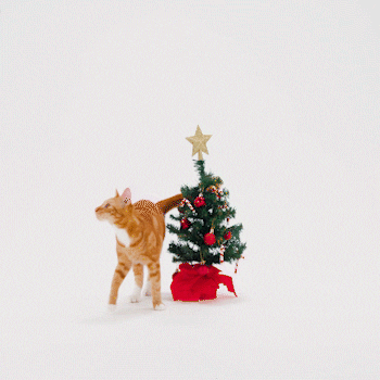 Scared Christmas Tree GIF by Petsure UK