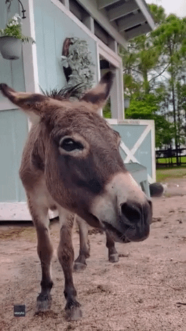donkeys meaning, definitions, synonyms