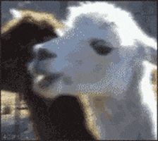 alpaca GIF