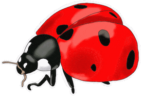 Ladybug Sticker